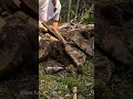 Download Lagu I Built a Log Cabin - Off Grid - In The Woods - By Hand