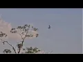 SWFL Eagles E26 FLEDGES FROM TREETOP RETURNS TRIUMPHANTLY TAKES 2ND ENCORE FLIGHT 3 10 26