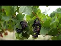 Winemaker Notes | 2018 Pinot Noir, Spire