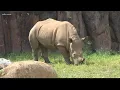 Riverbanks Zoo opens without reservations
