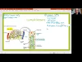 Biology 2020 Chapter 21 Lymphatic System Lymph Vessels 3