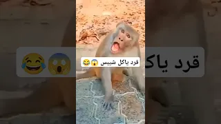 القرد ياكل شيبس   قرد كيوت   القرد المشاكس   قرد مضحك    تدريب القرود   دندنها