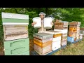 Download Lagu Harvesting 90kg of spring honey - this is where honey comes from!