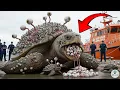 Download Lagu Giant Tortoise Rescue from Heavy Chains – Emotional Animal Save