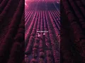 Download Lagu Strawberries and cigarettes - Troye Sivan | Aesthetic lyrical short | #music #shorts #fyp