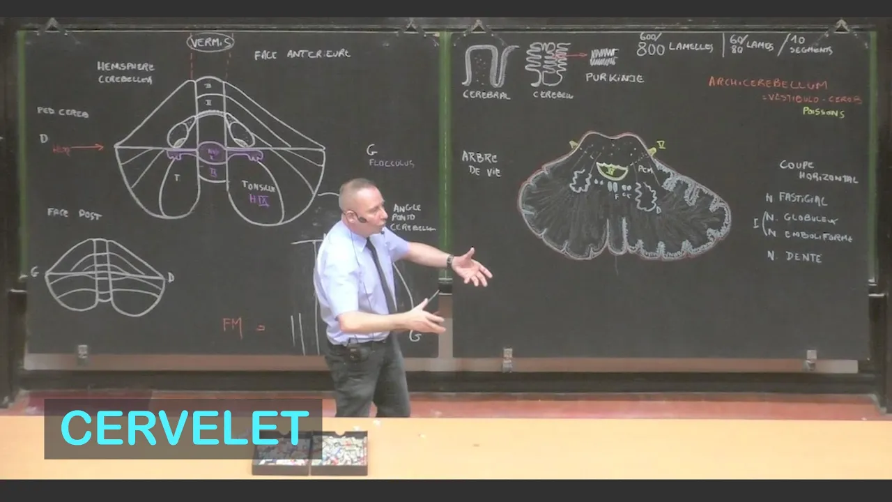 Anatomie du cervelet (Neuroanatomie 5)