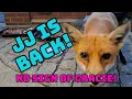 Download Lagu Phew JJ is back. I do hope Gracie is ok 🙏 #fox #wildlife #cute #fyp #viralvideo 