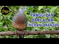Lagu suara burung Perkutut Lokal Gacor alam bebas - ahli mancing bunyi