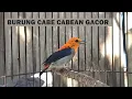 Download Lagu MASTERAN KEMADE GACOR | Suara Pancingan burung cabe cabean Cit Keres Encit Cit bang Agar cepat Bunyi