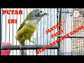 Download Lagu SUARA BURUNG‼️OPIOR JAWA ALIS TEBAL GACOR@KICAU_CHANEL24