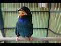 Download Lagu Burung Tengkek Buto Gacor Suara Kasar Masteran Ampuh