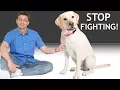How do I get my 2 dogs to stop fighting Answering a Patreon Question