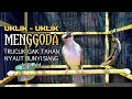 Lagu Trucukan gacor uklik - uklik menggoda, pancingan trucuk cepat di respon nyaut, rajin bunyi gacor