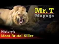Download Lagu Notorious Lion Mr. T Mapogo | The Most Ruthless Lion To Ever Rule In The African Bush