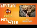 Petland-Litter Media Pets of the Week Ellie