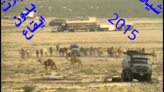 شيلة الهجن آداء صالح ال مانعه المري دندنها
