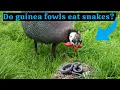 Do guinea fowls eat snakes