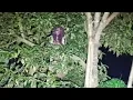 Lagu Ini Nyata‼️Penampakan Terjelas Hantu Kuntilanak Di Bulan Ramadhan, Hutan Angker Bandung