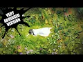 Download Lagu RADWIMPS Celebration - Any% Speedrun [00:28] *WR*