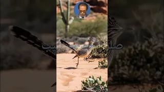 طائر السفروت الكوميدياني دكتور مصطفي محمود العلم والايمان 