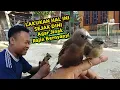 Download Lagu Tips Melatih emprit dari baby sampai gacor dorr...