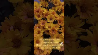 Не та роза що за садом  Не та роза що за садом