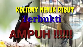 Download Suara pikat burung Kolibri ninja | paling ampuh MP3