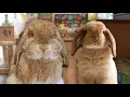 Rabbit Care Essentials Must-Have Supplies for Rabbits of All Ages