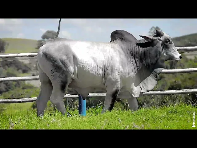 Touro Nelore SGN - 2523