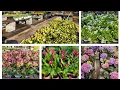 Lowe s Early March 2025 Plant Inventory Perennials Shrubs and annuals are rolling in