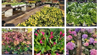 Lowe s Early March 2025 Plant Inventory Perennials Shrubs and annuals are rolling in