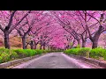 Download Lagu Kalmerende muziek voor zenuwen 🌸 helende muziek voor hart en bloedvaten #7