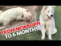 A Samoyed Puppy Journey From Newborn to 6 Months