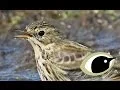 Download Lagu BTO Bird ID - Meadow Pipit, Tree Pipit \u0026 Skylark