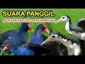 Download Lagu SUARA PANGGIL BURUNG MANDAR II PALUNG II BRNTIUNGAN vs RUAK RUAK sepupunya BEBURAK