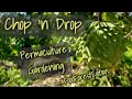 Thriving No-Till Florida Permaculture Food Forest