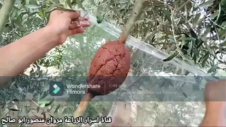 أفضل وأسرع طريقة للترقيد الهوائي شجرة الزيتون 