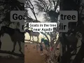Download Lagu Goats in a tree near Agadir