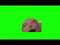 Download Lagu CAT LAUGHING MEME GREEN SCREEN [FREE! NO COPYRIGHT] 🔥