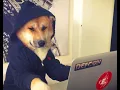 Ollie - 2 HACKING HACKER PART