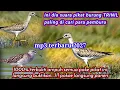 Download Lagu SUARA PIKAT BURUNG TRINIL SAWAH | TERBARU 2022 | PANCINGAN AMPUH BUAT BERBURU