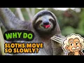 Sloths Why Do They Move So Slowly