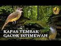 Download Lagu MASTERAN KAPAS TEMBAK GACOR ISTIMEWAH @mirgimaster4110