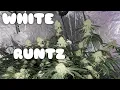 White Runtz Week 7 of Flower