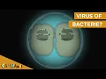 Wat is het verschil tussen een bacterie en virus?