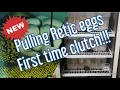 Reticulated Python eggs being pulled from first time Mum