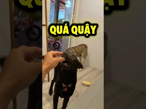 Nó ít có báo lắm #tamchoco