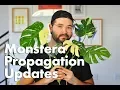 Propagating a Monstera Deliciosa Thai Constellation Rooting Updates
