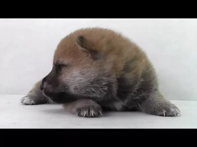 動画