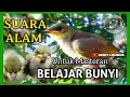 Download Lagu SUARA ALAM CUCAK KOMBO CEPAT BIKIN GACOR CUCAK KOMBO ANAKAN @keditlombok8620